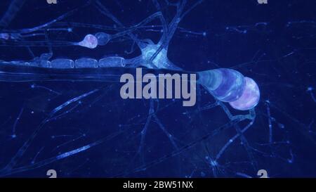 3d-Darstellung Hirnneuronen mit Synapsen und Axonen Stockfoto