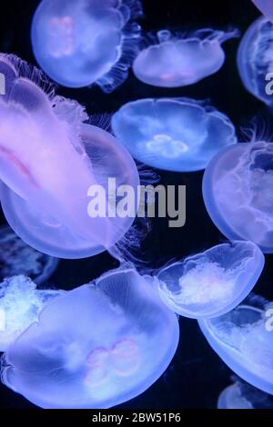 Quallen, die in einem Aquarium herumschwimmen Stockfoto