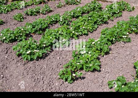 Erdbeeren wachsen im Gartenbeet, in Blüte Stockfoto