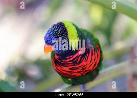 Nahaufnahme von Green nape Lorikeet Stockfoto