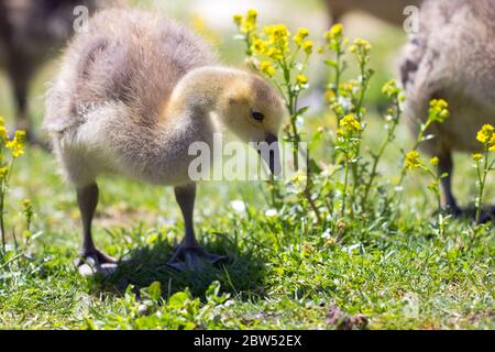 Junge Kanadagänse - Gänse, ganz nah und persönlich grasen an einem Teich. Stockfoto