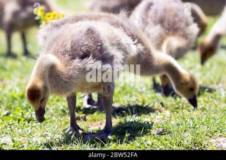 Junge Kanadagänse - Gänse, ganz nah und persönlich grasen an einem Teich. Stockfoto