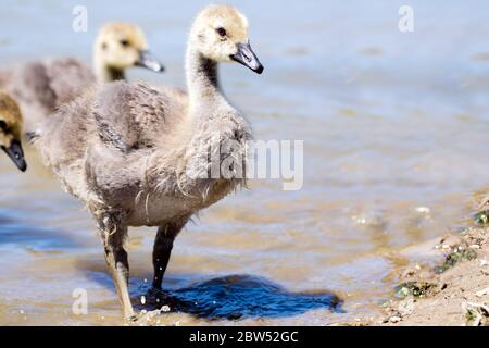 Junge Kanadagänse - Gänse, die nach einem Bad aus einem Teich in Ontario, Kanada, aussteigen. Stockfoto