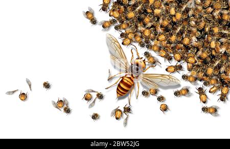 Riesengornapter greift Bienen als Mordhornett an oder asiatisches Riesenginsekt, das Honigbienen als tierisches Konzept für eine invasive Art tötet. Stockfoto