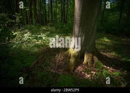 Baumstamm und Wurzeln in Licht und Schatten. Stockfoto
