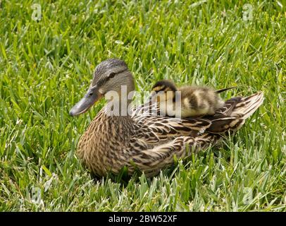 Weibliche (Henne) Stockente, die im Gras ruht und auf dem Rücken sitzend Entlein sitzt, Südkalifornien Stockfoto