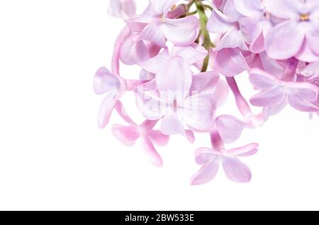 Makrofoto der Blüten des Fliederstrauch (Syringa vulgaris) Stockfoto