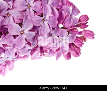 Makrofoto der Blüten des Fliederstrauch (Syringa vulgaris) Stockfoto