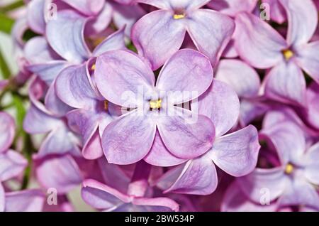 Makrofoto der Blüten des Fliederstrauch (Syringa vulgaris) Stockfoto
