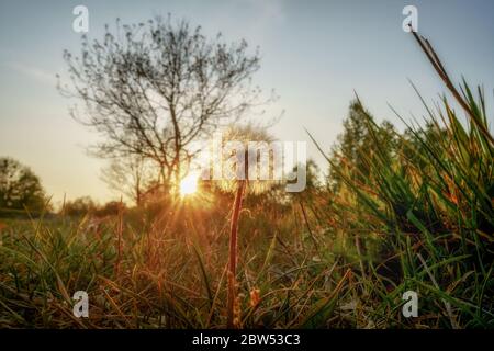 Ein Löwenzahn am Abend rotes Licht der Abendsonne, Nahaufnahme Stockfoto