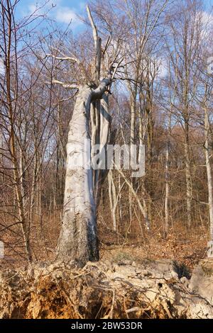 Ein großer entwurzelter Baum im Wald Stockfoto