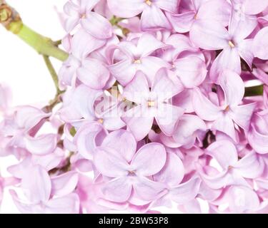 Makrofoto der Blüten des Fliederstrauch (Syringa vulgaris) Stockfoto