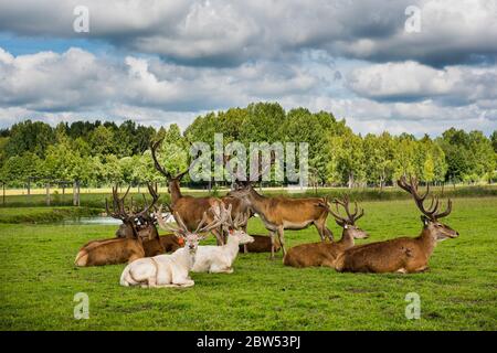 Gesprenkelte Hirche liegen auf grünem Gras Stockfoto