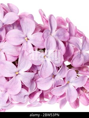 Makrofoto der Blüten des Fliederstrauch (Syringa vulgaris) Stockfoto