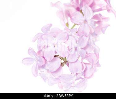 Makrofoto der Blüten des Fliederstrauch (Syringa vulgaris) Stockfoto