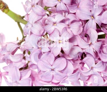 Makrofoto der Blüten des Fliederstrauch (Syringa vulgaris) Stockfoto