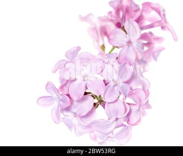 Makrofoto der Blüten des Fliederstrauch (Syringa vulgaris) Stockfoto