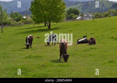 Kühe auf einer Sommerweide Kühe auf der Wiese Stockfoto