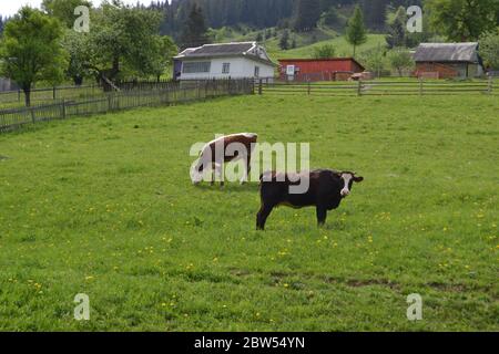 Kühe auf einer Sommerweide Kühe auf der Wiese Stockfoto