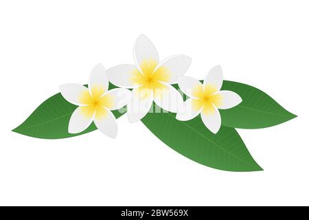 Plumeria frangipani blüht mit grünen Blättern. Tropische Blume. Isoliert auf weißem Hintergrund. Vektorgrafik. Stock Vektor