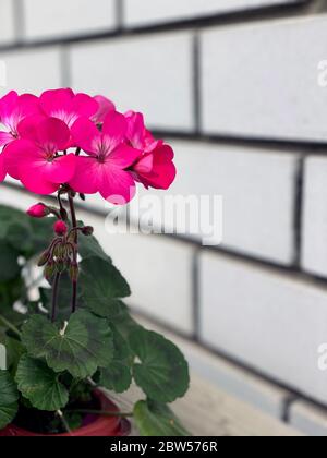 Rosa Geranienblüten. Sonnenlicht. Schöne kleine Blume von Geranie. Floristik. Efeu-Blattpelargonium. Geranium Peltatum. Blumentopf steht auf einem Woode Stockfoto