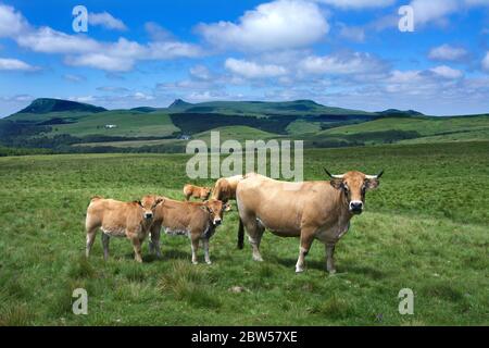 Kühe Aubrac auf einer Weide, Massiv von Sancy, Auvergne, Frankreich Stockfoto