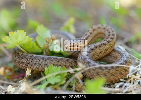 Glatte Schlange - Coronella austriaca Art der nicht giftigen braunen Schlange in der Familie Colubridae. Die Art ist in Nord- und Mitteleuropa zu finden, Stockfoto