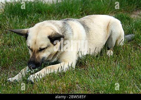 Der Hund liegt auf dem Gras Stockfoto