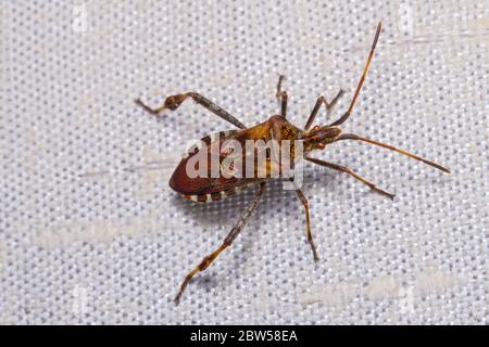 Nahaufnahme der westlichen Nadelkeimkäfer auf textilen Sonnenblinden Detail. Leptoglossus occidentalis. Arten von echten Insekten. Hemiptera. Stinkendes Insekt. Baumschädling. Stockfoto