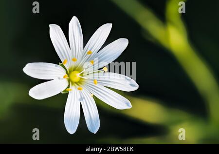 Sonnendurchflutete Blüte von größerem oder kleinerem Stitchwort. Stellaria graminea oder Holostea. Natürliche Nahaufnahme des Frühlings Blume Kopf. Weiße Blütenblätter und gelbe Staubblätter. Stockfoto