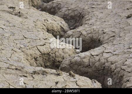 Gewellter Wasserkanal in trockener Bodenstruktur. Die Berca Mud Volcanoes ist ein geologisches und botanisches Reservat. Kleine vulkanförmige Strukturen verursacht b Stockfoto