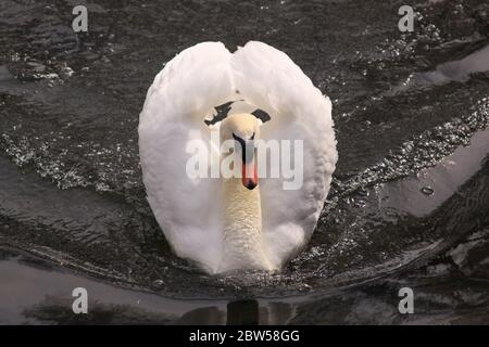 Weißer Schwan, der Wellen auf einem See in Dublin, Irland, schlägt Stockfoto