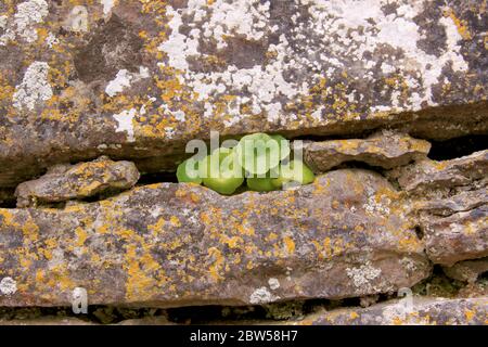 Kleine Pflanze, die aus einer Mauer in Irland wächst Stockfoto