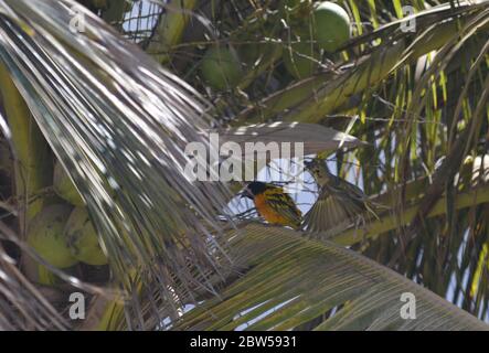 Männliche und weibliche Dorfweber (Ploceus cuccullatus) in einem städtischen Garten in Dakar, Senegal Stockfoto