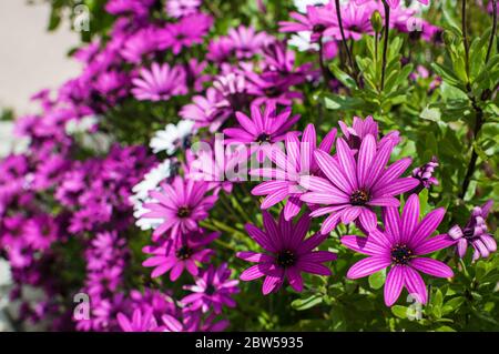 Lila Gänseblümchen Nahaufnahme. Osteospermum - Afrikanische Gänseblümchen Stockfoto