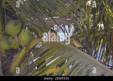 Männliche und weibliche Dorfweber (Ploceus cuccullatus) in einem städtischen Garten in Dakar, Senegal Stockfoto