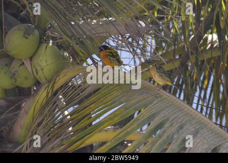 Männliche und weibliche Dorfweber (Ploceus cuccullatus) in einem städtischen Garten in Dakar, Senegal Stockfoto