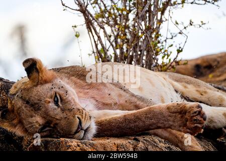 Löwen nach der Jagd auf Löwen Stockfoto