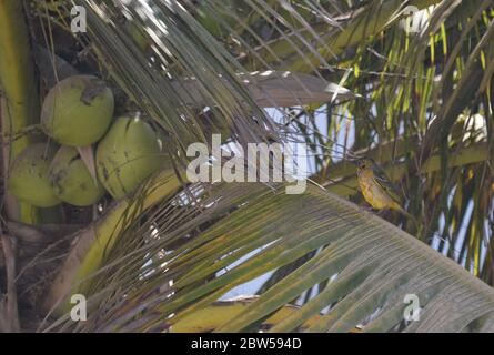 Männliche und weibliche Dorfweber (Ploceus cuccullatus) in einem städtischen Garten in Dakar, Senegal Stockfoto