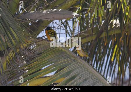 Männliche und weibliche Dorfweber (Ploceus cuccullatus) in einem städtischen Garten in Dakar, Senegal Stockfoto