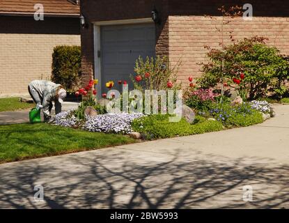 Eine Frau pflanzt an einem sonnigen Frühlingstag neue Blumen auf ihrem vorderen Rasen ihres Hauses Stockfoto