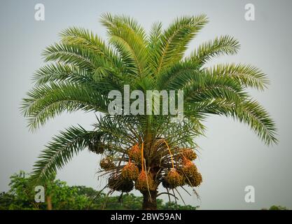 Datteln auf einer Palme in bangladesch Stockfoto