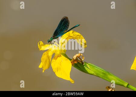 Männchen schöne demoiselle damsefly (Calopteryx virgo) auf einer gelben Flagge Iris (Iris pseudacorus), Großbritannien Stockfoto