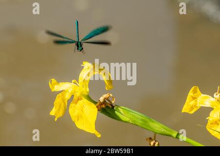 Männchen schöne demoiselle damsefly (Calopteryx virgo) fliegen auf einer gelben Flagge Iris (Iris pseudacorus), Großbritannien zu landen Stockfoto