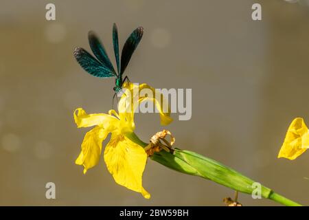 Männchen schöne demoiselle damsefly (Calopteryx virgo) fliegen und landen auf einer gelben Flagge Iris (Iris pseudacorus), UK Stockfoto