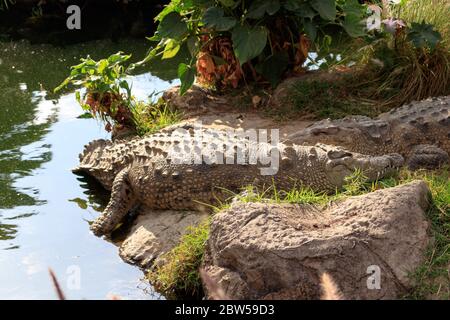 Krokodile auf einem Fluss Stockfoto
