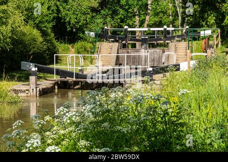 Brewhurst Lock auf dem Wey und Arun Kanal, einem teilweise restaurierten Kanal in der Nähe von Loxwood, West Sussex, Großbritannien Stockfoto