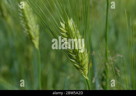 Ein Feld von bärtiger Gerste. Es ist ein Mitglied der Grassfamilie, ist ein wichtiger Getreidekorn in gemäßigten Klimazonen weltweit angebaut. Stockfoto