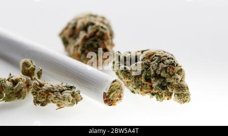 Alternative Medizin Hand gerollt Joint mit Marihuana cbd Knospen auf weißem Hintergrund Stockfoto