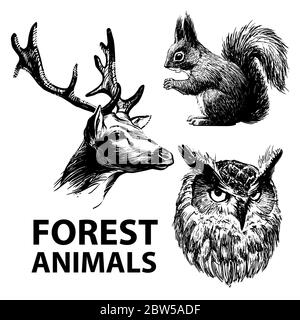 Satz von Tinte gezeichnet Waldtiere. Hirsch, Eichhörnchen und Eule. Stock Vektor